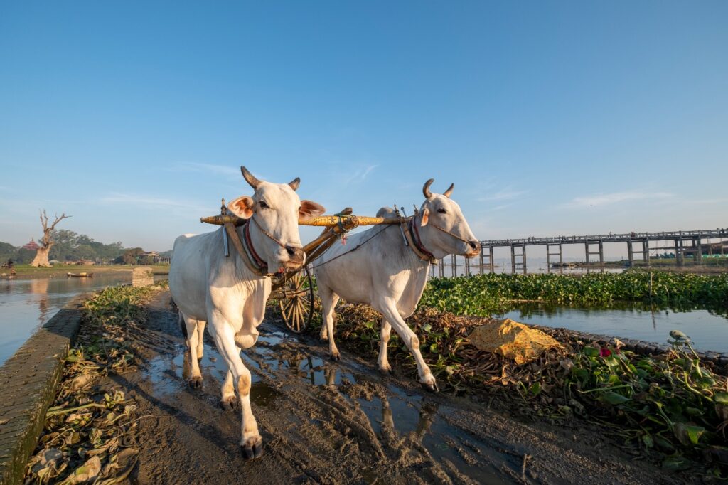 Kathiyawad breeding center Gir cows