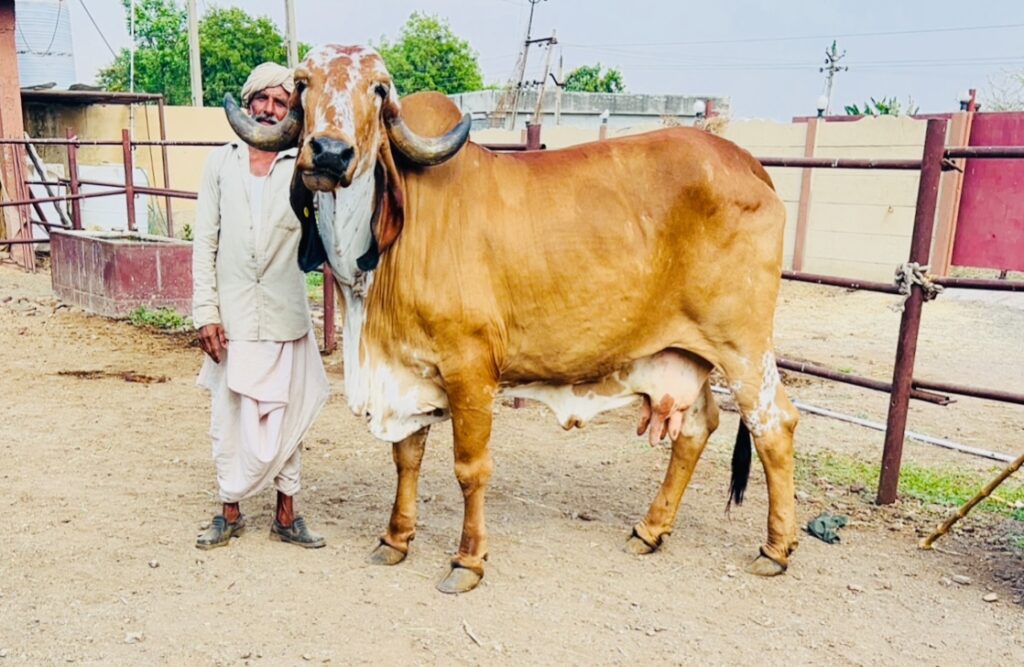 High milk-producing Gir cows