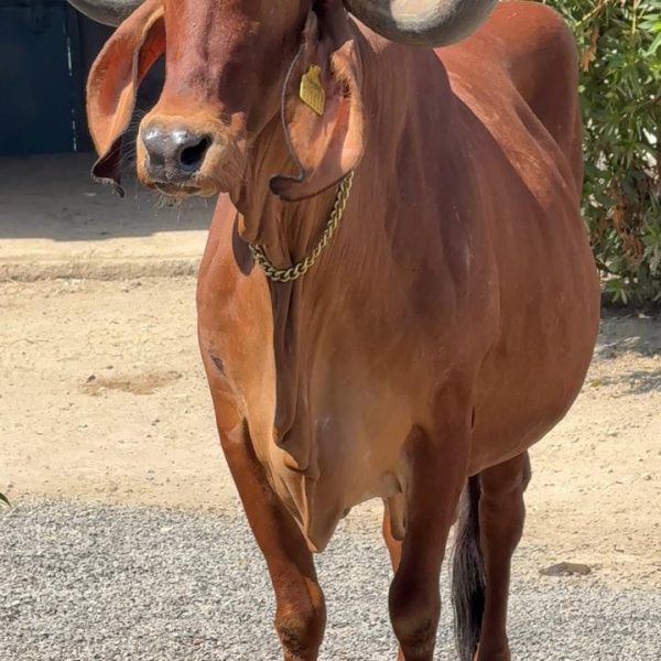 WhatsApp Image 2026-03-17 at 5.05.25 PM (1)