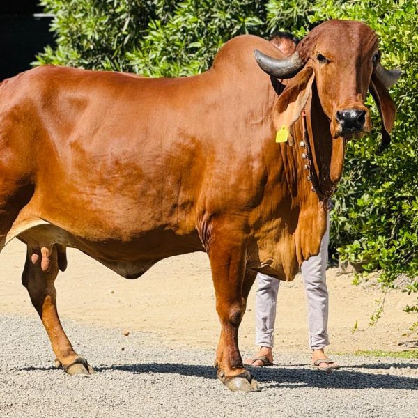 WhatsApp Image 2026-03-17 at 5.05.26 PM