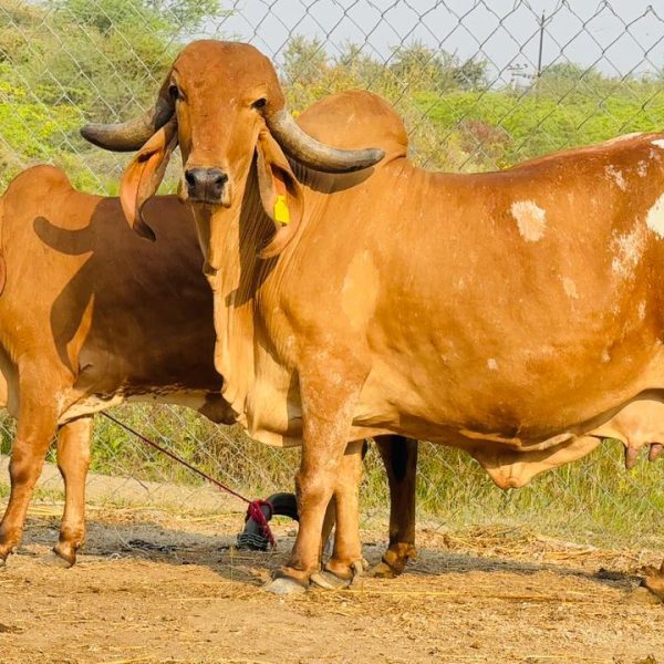 WhatsApp Image 2026-03-17 at 5.05.27 PM (1)