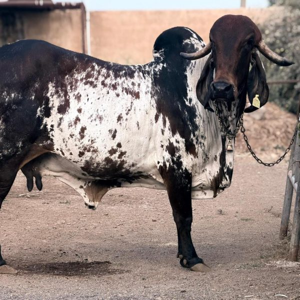 WhatsApp Image 2026-03-17 at 5.05.27 PM