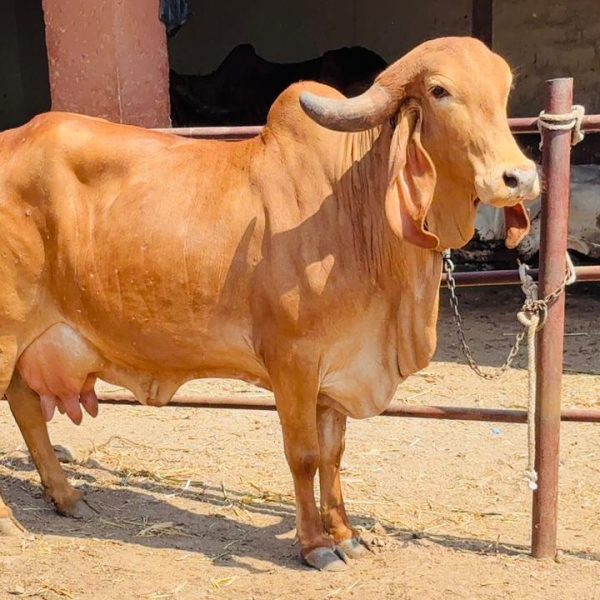 WhatsApp Image 2026-03-17 at 5.05.28 PM